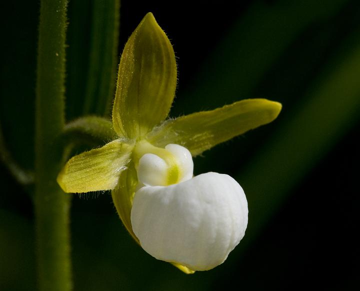 Cypripedium californicum 3015a.jpg